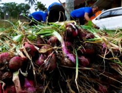 PERTANIAN: Budi Daya Jadi Bekal Kemandirian Warga Binaan Rutan Temanggung, Jawa Temanggung 