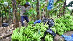 PISANG CAVENDIS: Dimanfaatkan untuk Program MBG, Petani di Pasuruan Banjir Order