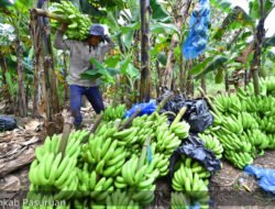 PISANG CAVENDIS: Dimanfaatkan untuk Program MBG, Petani di Pasuruan Banjir Order