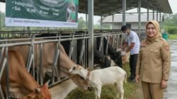 PENYAKIT MULUT DAN KUKU (PMK): Sepanjang Tahun 2025, Ada 304 Kasus PMK di Riau