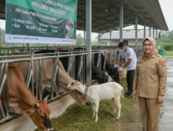 PENYAKIT MULUT DAN KUKU (PMK): Sepanjang Tahun 2025, Ada 304 Kasus PMK di Riau