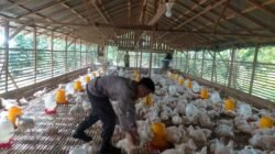 DAGING AYAM: Kebutuhan Daging Ayam di Palangka Raya, Kalteng Masih Kurang 3 ribu Ekor Per Hari