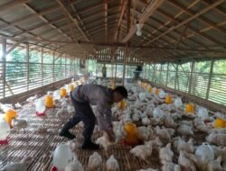 DAGING AYAM: Kebutuhan Daging Ayam di Palangka Raya, Kalteng Masih Kurang 3 ribu Ekor Per Hari