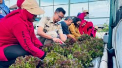 SAWI HIJAU: Panen Perdana di Rooftop Kantor Sekretariat RW Tanjung Priok