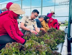 SAWI HIJAU: Panen Perdana di Rooftop Kantor Sekretariat RW Tanjung Priok
