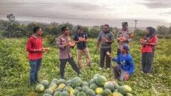 SEMANGKA: Kapolsek Tualang, Siak, Riau Tekankan Peran Pertanian dalam Ketahanan Pangan