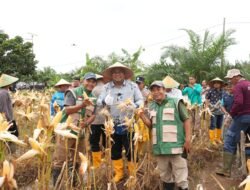 JAGUNG: Polres dan Pemkab Siak Gelar Panen Raya Dukung Swasembada Pangan