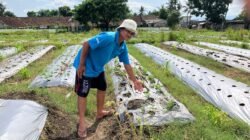 PERTANIAN: Lumbung Mataraman, Kearifan Lokal Sleman Perkuat Kemandirian Pangan