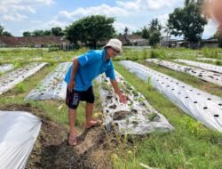 PERTANIAN: Lumbung Mataraman, Kearifan Lokal Sleman Perkuat Kemandirian Pangan