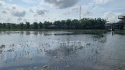 SAWAH: Terendam Banjir, Petani di Demak, Jawa Tengah, Terancam Gagal Panen