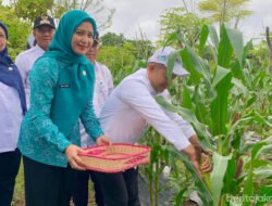 JAGUNG PULUT: Wow, Panen 50 Kilogram dari 200 Pohon di Pulau Tidung Kecil, Kepulauan Seribu