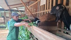 KAMBING JAWA RANDU: Kambing Jawa Randu Jepara Hidupkan Ekonomi Warga, Hasilkan Daging Melimpah