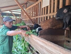 KAMBING JAWA RANDU: Kambing Jawa Randu Jepara Hidupkan Ekonomi Warga, Hasilkan Daging Melimpah