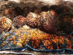 KELAPA SAWIT: Pertahankan B40, Siapkan B50