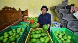 ALPUKAT: Tiga Desa di Pasuruan, Jawa Timur, Sulap Kebun Menjadi Wisata Petik Kampung Alpukat