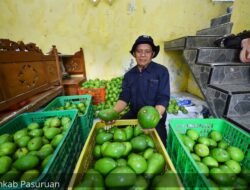 ALPUKAT: Tiga Desa di Pasuruan, Jawa Timur, Sulap Kebun Menjadi Wisata Petik Kampung Alpukat
