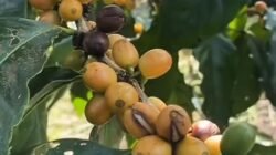KOPI: Banyuwangi Punya Kopi Langka Jenis Yellow Caturra dan Yellow Bourbon dari Lereng Gunung Raung