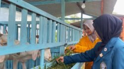 SUKAWA EDUPARK: Ketika Peternakan Kambing dari Hulu hingga Hilir, Menjadi Usaha Wisata Edukasi…