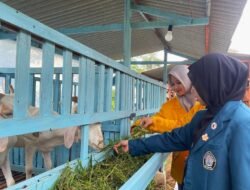 SUKAWA EDUPARK: Ketika Peternakan Kambing dari Hulu hingga Hilir, Menjadi Usaha Wisata Edukasi…