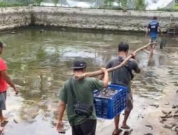 LELE: Wujudkan Ketahanan Pangan, BUMDes Condro, Lumajang Panen Perdana Budi Daya Ikan Lele