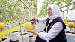 MELON: Melihar Potensi Pertanian Melon Hidroponik di Kalibaru, Banyuwangi, Jawa Timur