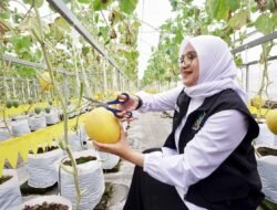 MELON: Melihar Potensi Pertanian Melon Hidroponik di Kalibaru, Banyuwangi, Jawa Timur