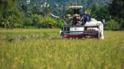 PADI: Jateng Mulai Panen Raya, Diperkirakan 3 Bulan Bisa Hasilkan 3,35 Juta Ton