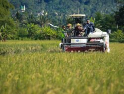 PADI: Jateng Mulai Panen Raya, Diperkirakan 3 Bulan Bisa Hasilkan 3,35 Juta Ton