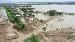 SAWAH: Ribuan Hektare Sawah di Grobogan, Jawa Tengah, Terdampak Banjir, Petani Ajukan Asuransi Gagal Panen