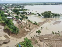 SAWAH: Ribuan Hektare Sawah di Grobogan, Jawa Tengah, Terdampak Banjir, Petani Ajukan Asuransi Gagal Panen