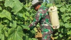 MENTIMUN: Cegah Gagal Panen, Babinsa Dampingi Petani di Rubaru, Sumenep, Jawa Timur