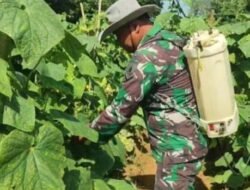 MENTIMUN: Cegah Gagal Panen, Babinsa Dampingi Petani di Rubaru, Sumenep, Jawa Timur