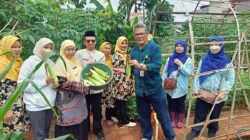 URBAN FARMING di Sukabumi Selatan, Jakarta, Panen 15 Kilogram Sayuran