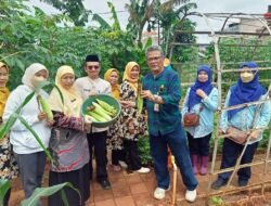URBAN FARMING di Sukabumi Selatan, Jakarta, Panen 15 Kilogram Sayuran