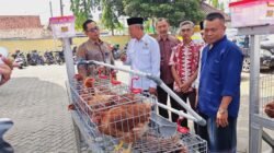 AYAM: PT BPR BKK Lasem Beri Bantuan Ayam Petelur, Kandang dan Pakannya Senilai Rp101 Juta