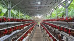 AYAM: Pemerintah Tekankan Progres Nyata Hilirisasi Ayam Terintegrasi untuk Perkuat Peternak Rakyat