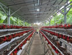 AYAM: Pemerintah Tekankan Progres Nyata Hilirisasi Ayam Terintegrasi untuk Perkuat Peternak Rakyat