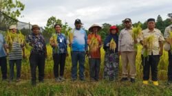 PADI: Panen Raya di Asiki, Boven Digoel Perkuat Komitmen Ketahanan Pangan