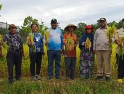 PADI: Panen Raya di Asiki, Boven Digoel Perkuat Komitmen Ketahanan Pangan