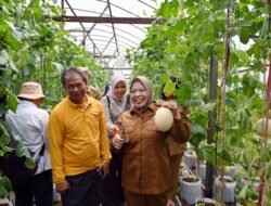 MELON: Panen Melon di Kumai, Kotawaringin Barat, Kalteng, Bukti Pengembangan Hortikultura