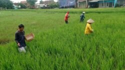 PADI BIOSALIN: Jelang Kemarau, Petani Pesisir di Pekalongan Utara, Diimbau Tanam Padi Biosalin