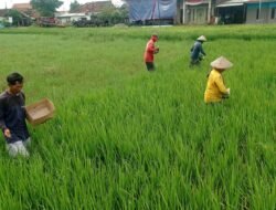PADI BIOSALIN: Jelang Kemarau, Petani Pesisir di Pekalongan Utara, Diimbau Tanam Padi Biosalin