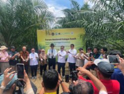 KELAPA SAWIT: Naikkan Produktivitas, Kementan Melepas Serangga Penyerbuk Baru