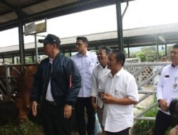 SAPI BELGIAN BLUE: Kembangkan Sapi Jenis Ini, Mentan Amran Dorong Lompatan Produksi Daging Nasional