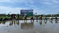 PADI: Upaya Antisipasi Kemarau Panjang, Lakukan Percepatan Tanam Padi di Banyuwangi, Jawa Tengah