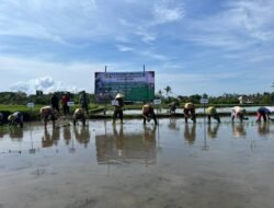 PADI: Upaya Antisipasi Kemarau Panjang, Lakukan Percepatan Tanam Padi di Banyuwangi, Jawa Tengah