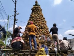 DURIAN: 1.000 Buah Durian Ramaikan Puncak Selamatan Desa Kronto, Kabupaten Pasuruan, Jawa Timur