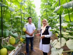 PETANI: Program Regenerasi Petani Berhasil, Kini Banyak Anak Muda Banyuwangi Berkreasi di Pertanian