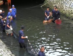 IKAN SAPU-SAPU: 100 Petugas Bersih-Bersih Kali Cideng, Karena Bisa Berdampak terhadap Kesehatan