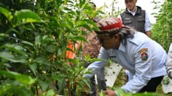 Temanggung Gelar Sayembara Cabai, Bupati Ingin “Resep” Pemenang Bisa Diduplikasi